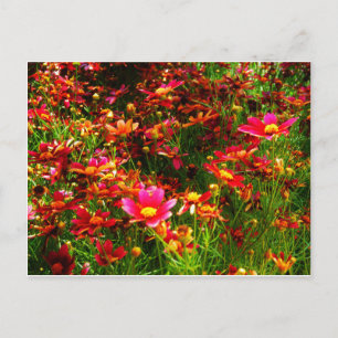 Ljus rosa och gul tusenskönor vilda blommor vykort