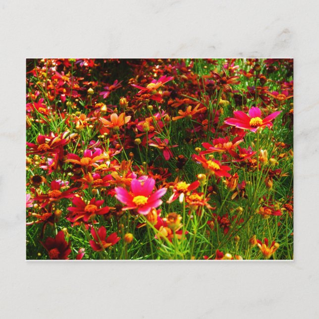 Ljus rosa och gul tusenskönor vilda blommor vykort (Framsida)