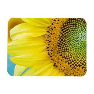 Ljus solros magnet