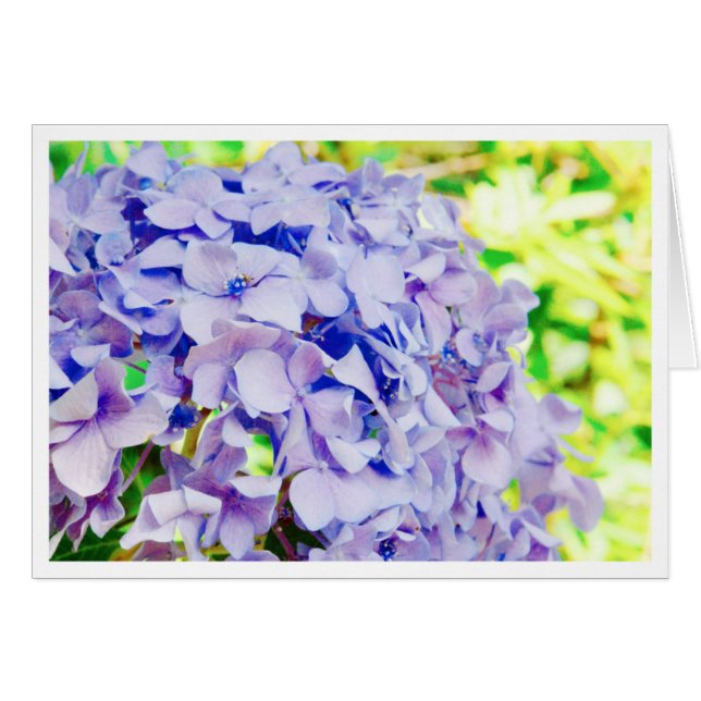 Ljus sommarvanlig hortensia OBS kort (Framsidan Horizontal)