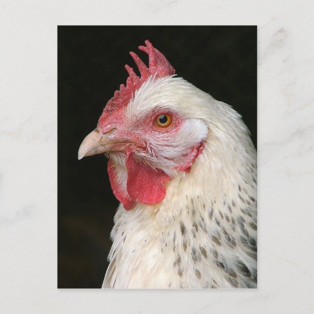 Ljus susex-vykort för kyckling vykort (Framsida)