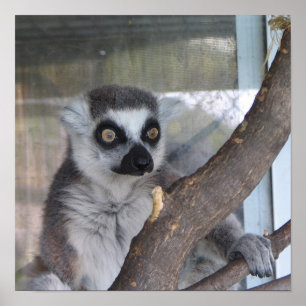 Ljus synad Lemur Poster