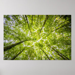 Ljus trädcanopy poster