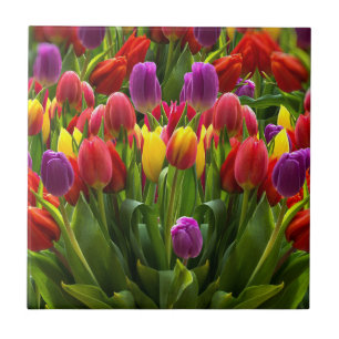 Ljus Tulips Kakelplatta
