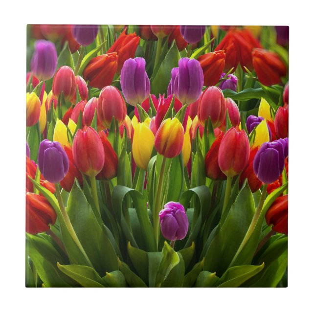 Ljus Tulips Kakelplatta (Framsidan)