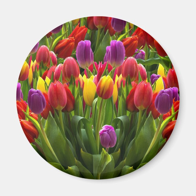 Ljus Tulips Magnet (Framsidan)