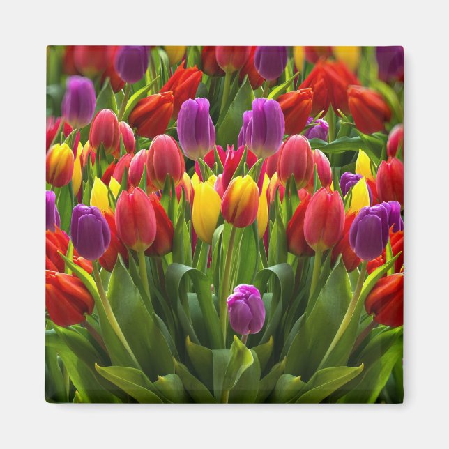 Ljus Tulips Magnet (Framsidan)