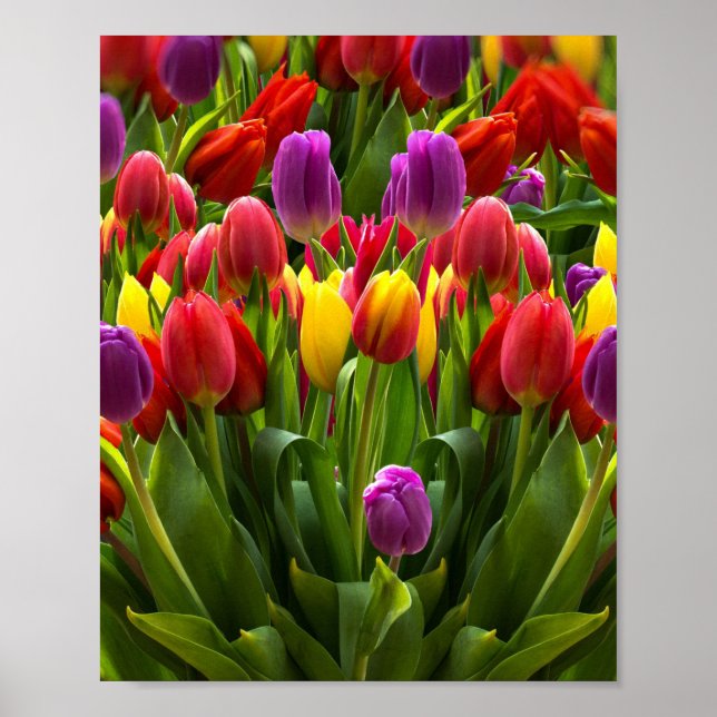Ljus Tulips Poster (Framsidan)