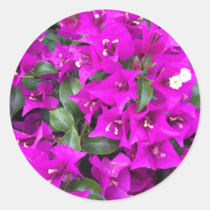 Ljus violett bougainvillea blommor runt klistermärke