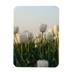 Ljus vit och röda tulpaner Trädgård Foto Magnet
