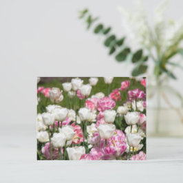 Ljus vita och rosa tulpaner på en solig dag  vykort