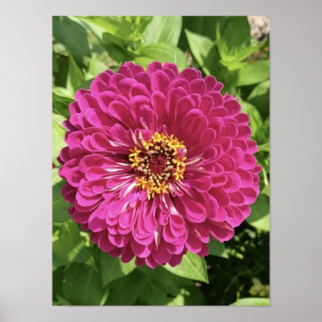 Ljus Zinnia-blomma Foto Poster (Framsidan)