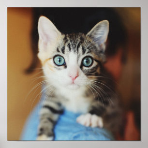 Ljusa blått synad kattunge poster
