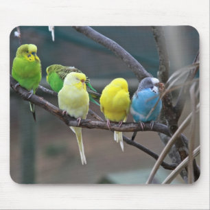 Ljusa färgrika parakiter Budgies mekaniskt säga Musmatta