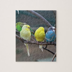 Ljusa färgrika parakiter Budgies mekaniskt säga Pussel
