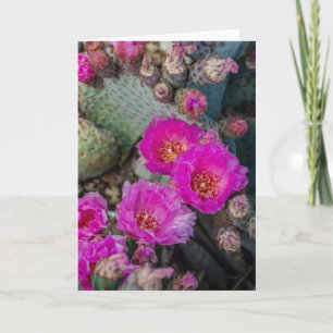 Ljusa Fuchsia Cactus Flowers Desert Vår Kort