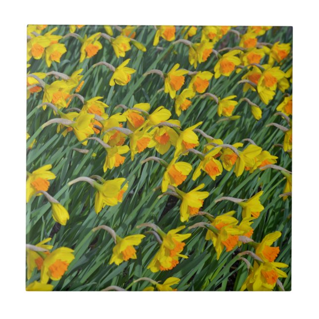 Ljusa gult vår-daffodils-trädgård kakelplatta (Framsidan)