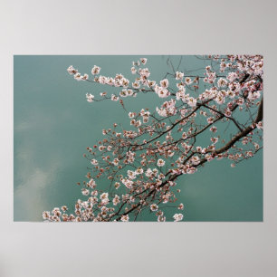 Ljusa rosa körsbärsbaserade blommar på turkos bakg poster
