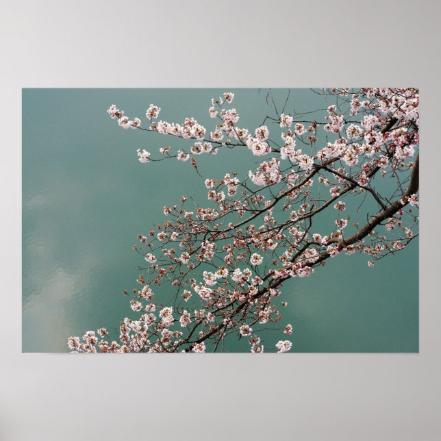Ljusa rosa körsbärsbaserade blommar på turkos bakg poster (Framsidan)