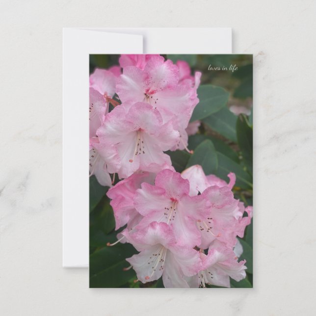 Ljusa rosa Rhododendron Anteckningskort (Framsida)