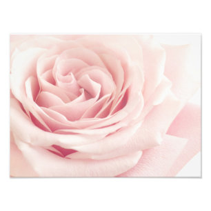 Ljusa rosa Ro-blomman - Rosor Flowers Blommigt Fototryck
