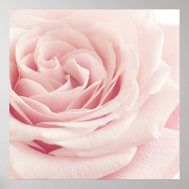 Ljusa rosa Ro-blomman - Rosor Flowers Blommigt Poster (Framsidan)