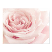 Ljusa rosa Ro-blomman - Rosor Flowers Blommigt