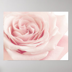 Ljusa rosa Ro-blomman - Rosor Flowers Blommigt Poster