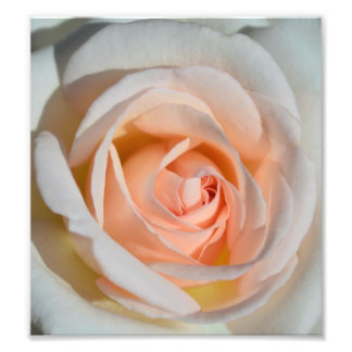 Ljusa rosa Ro Fototryck