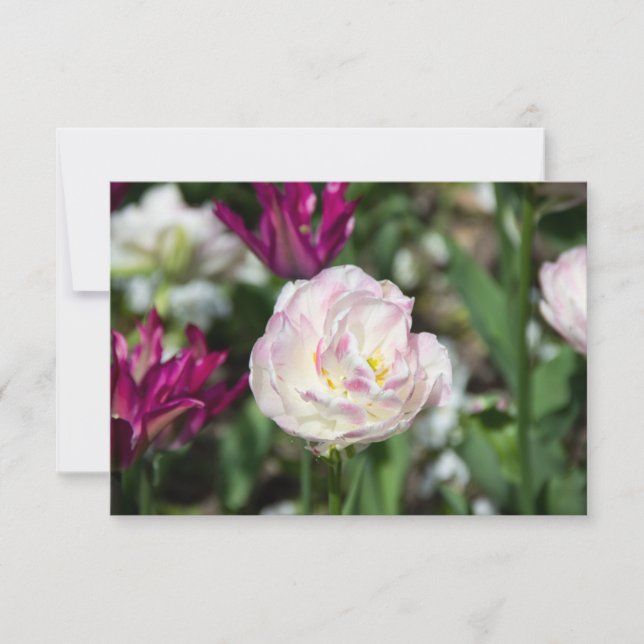 Ljusa rosa-tulpaner på en solig dag (Framsida)