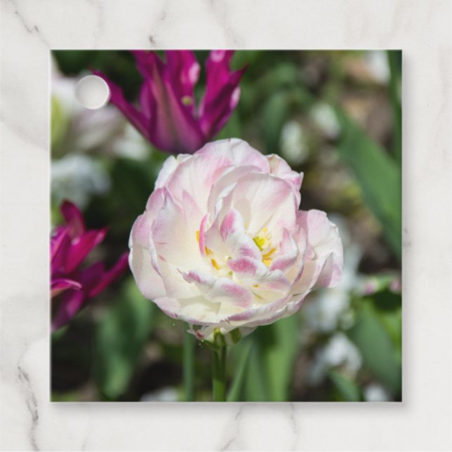 Ljusa rosa-tulpaner på en solig dag gåvor etiketter (Framsida)