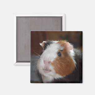 Ljusare, Utjämnad, Tricolor Guinea Ansikte Gris Magnet