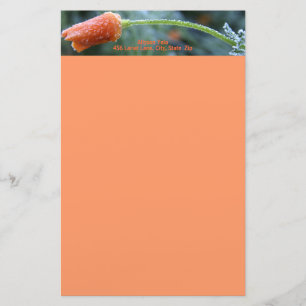 Ljusast Frosted California Poppy Brevpapper