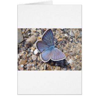 Ljusblå fjäril hälsningskort
