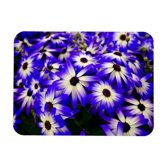 Ljusblå och vita digitala blommor magnet (Horisontell)