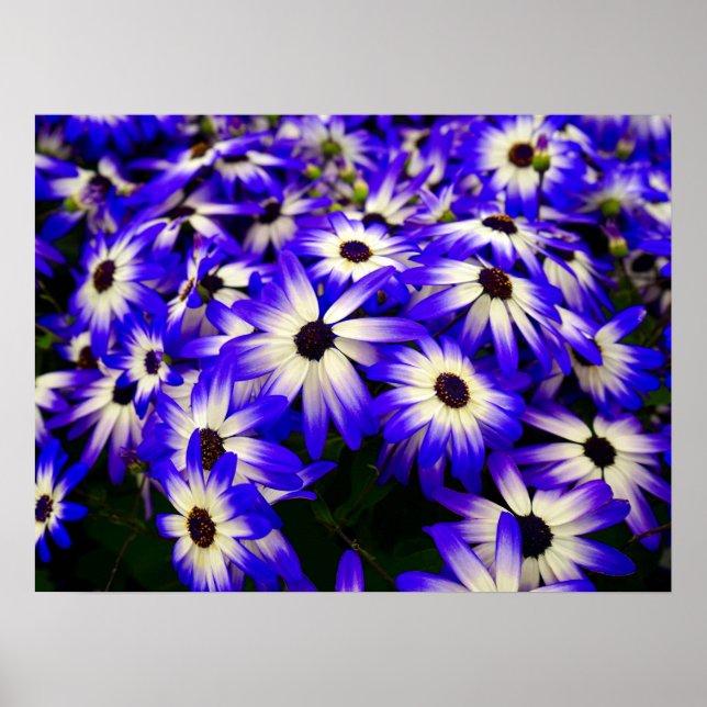 Ljusblå och vita digitala blommor poster (Framsidan)