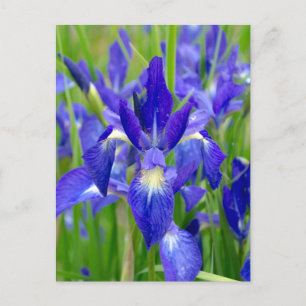 Ljusblått Iris-vykort Vykort