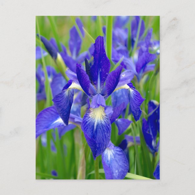 Ljusblått Iris-vykort Vykort (Framsida)