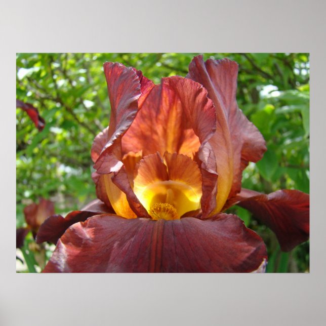 Ljusblomma Röd Gul Iris Trädgård konsttryck Poster (Framsidan)