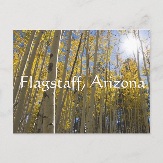 Ljuset genom Aspen träd. Flagstaff, Arizona Vykort (Framsida)