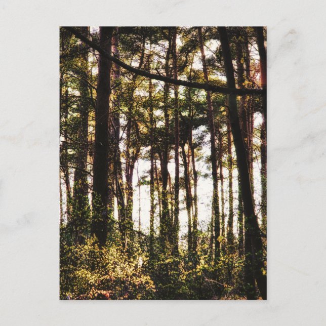 Ljuset genom Forest Träd Vykort (Framsida)