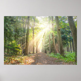 Ljuset ovan i skogen poster