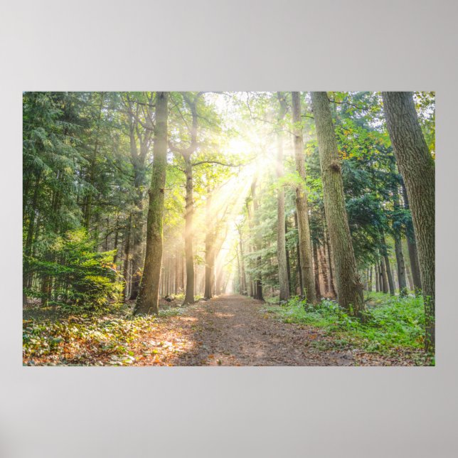 Ljuset ovan i skogen poster (Framsidan)