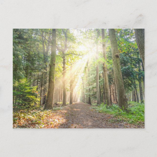 Ljuset ovan i skogen vykort (Framsida)