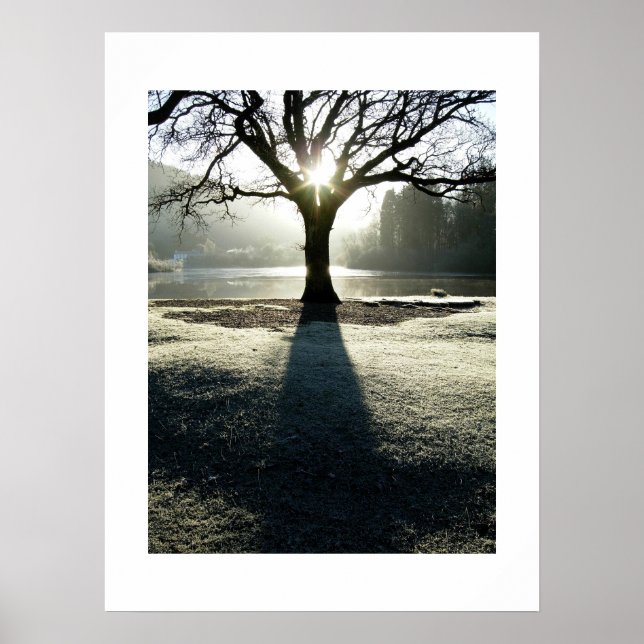 Ljusets träd: Derwentwater, Cumbria Poster (Framsidan)