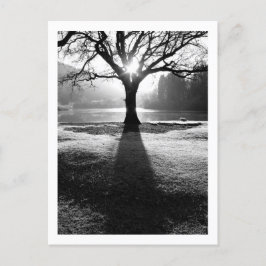 Ljusets träd: Derwentwater, Cumbria vykort