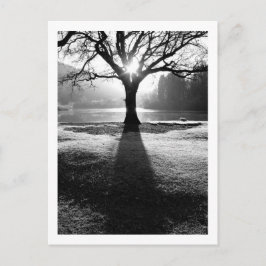 Ljusets träd: Derwentwater, Cumbria vykort