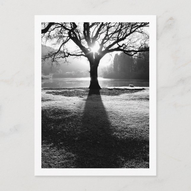 Ljusets träd: Derwentwater, Cumbria vykort (Framsida)