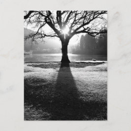 Ljusets träd: Derwentwater, Sjö District Vykort