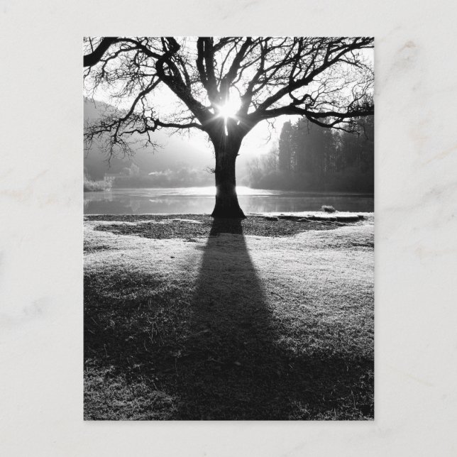 Ljusets träd: Derwentwater, Sjö District Vykort (Framsida)